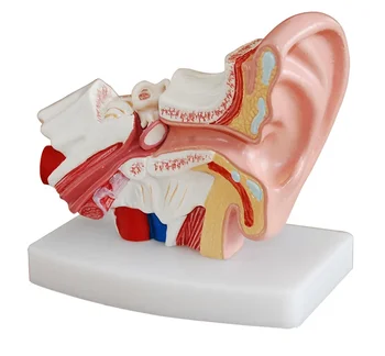Ľudské Profesionálne Obrie Ucho Spoločné Simulačný Model Anatómie Model Vyučovania Model Vysokej kvality NE