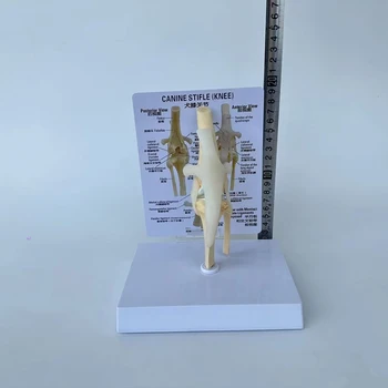 Život Veľkosť Psie Koleno Model Psa Spoločné Anatomický Model S Key Card Príručka Zvierat Kostra Anatómie Lekárskej Vedy Veterinárne
